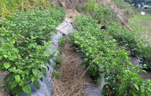 Panen Cabe Carolina Reaper, Cabe terpedas di dunia versi Guiness World Of Record