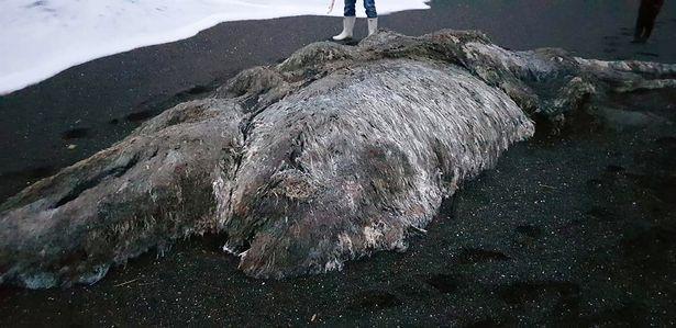 Penemuan Monster Laut Berbulu Yang Menghebohkan Warga Desa Di Rusia