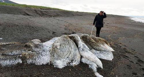 Penemuan Monster Laut Berbulu Yang Menghebohkan Warga Desa Di Rusia