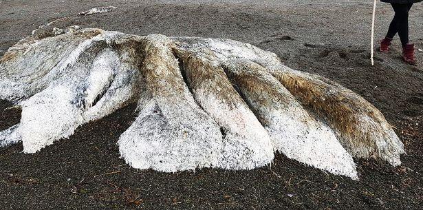 Penemuan Monster Laut Berbulu Yang Menghebohkan Warga Desa Di Rusia