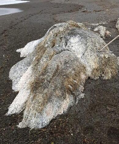 Penemuan Monster Laut Berbulu Yang Menghebohkan Warga Desa Di Rusia