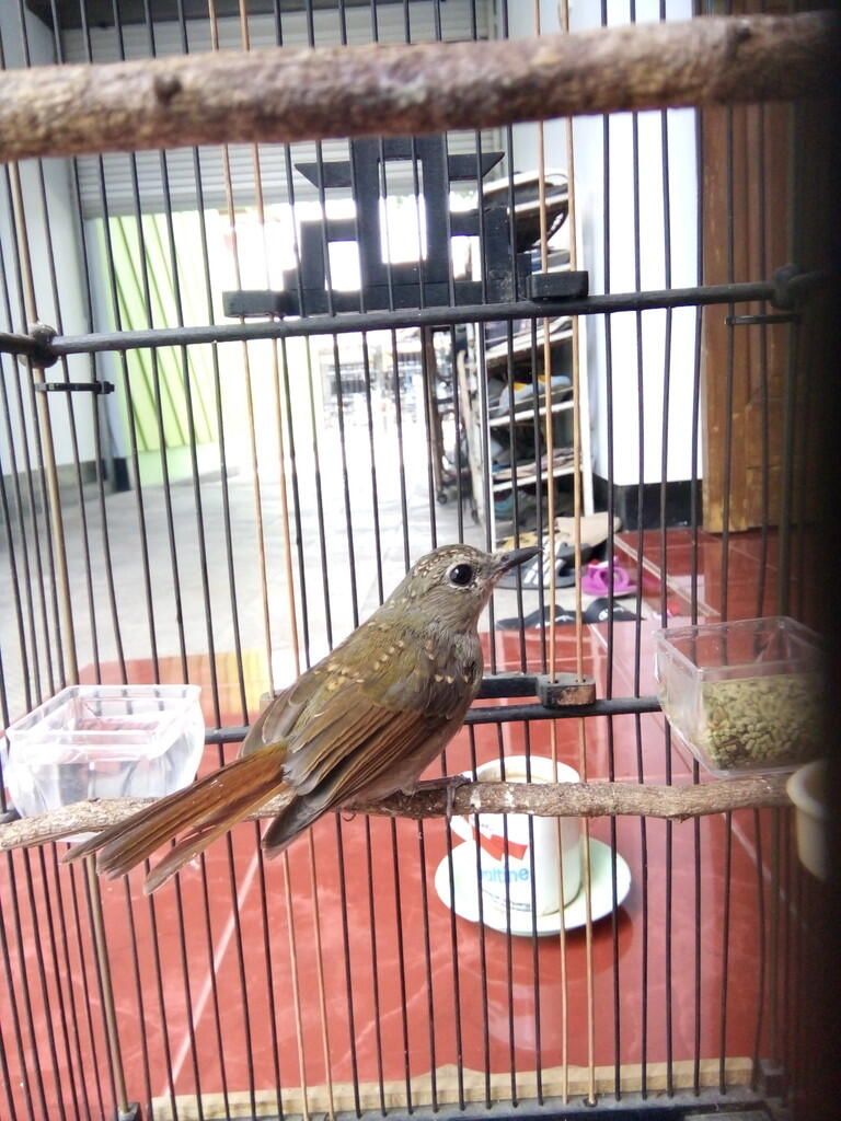 Yang Tanya Masuk Sini Semua Burung Page 2 Kaskus