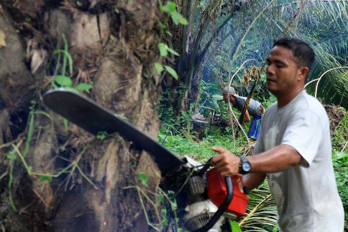 Menyelamatkan sawit dari kejatuhan harga