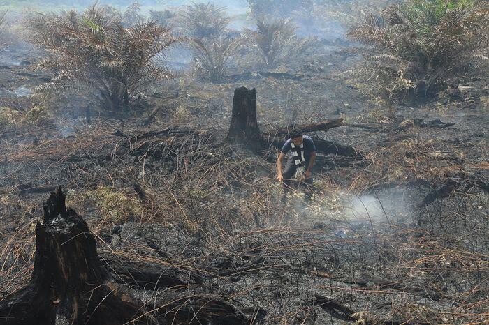 Menagih komitmen perusahaan pulihkan lahan gambut
