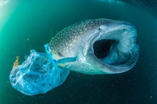 10 Potret Miris Hewan dengan Sampah Plastik, Yuk Selamatkan Mereka!