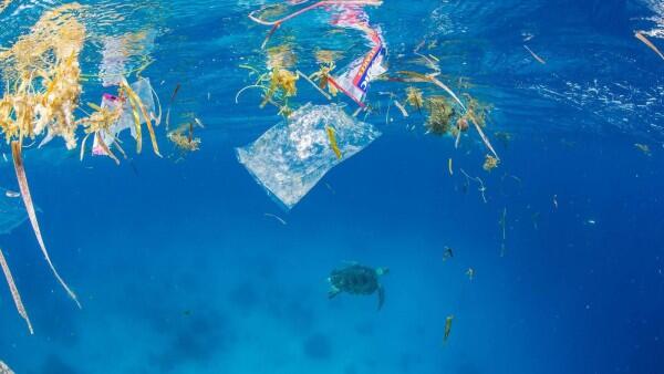 10 Potret Miris Hewan dengan Sampah Plastik, Yuk Selamatkan Mereka!