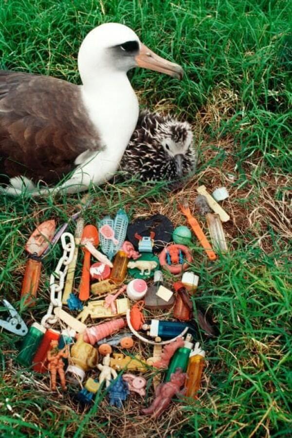 10 Potret Miris Hewan dengan Sampah Plastik, Yuk Selamatkan Mereka!