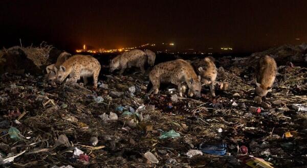 10 Potret Miris Hewan dengan Sampah Plastik, Yuk Selamatkan Mereka!