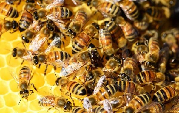 Gara-gara Insektisida, Jutaan Lebah Mati di Afrika Selatan