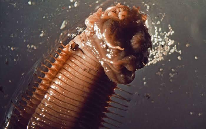 Viral! Penemuan Baru Cacing Yang Bersuara "Smiling Worm" Mengerikan!