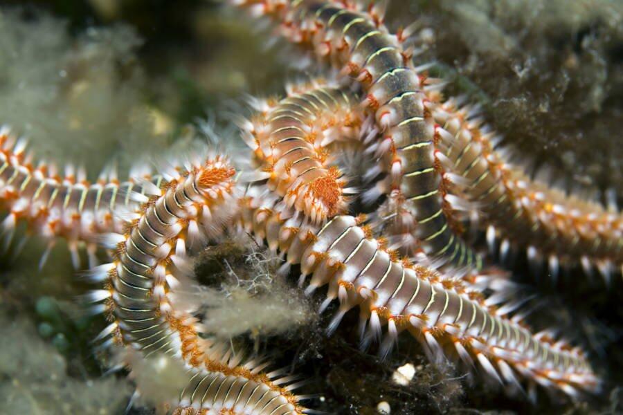 Viral! Penemuan Baru Cacing Yang Bersuara "Smiling Worm" Mengerikan!