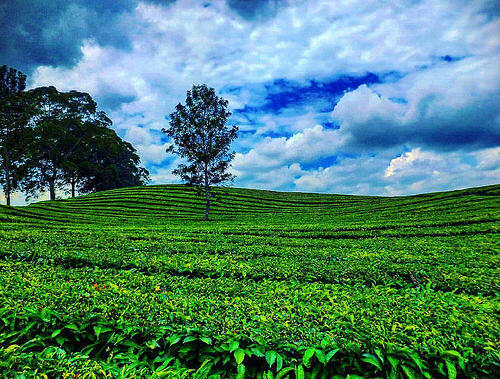 Wejangan Kebun Teh