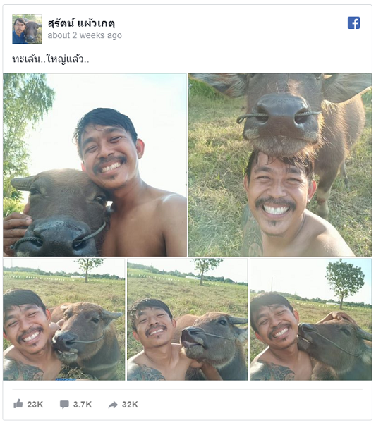 Ada Penipuan di Balik Selfie Kerbau Senyum yang Viral?