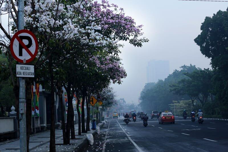 Bukan Jepang atau Luar Negeri. Indahnya Bunga Tabebuya Mekar di Surabaya