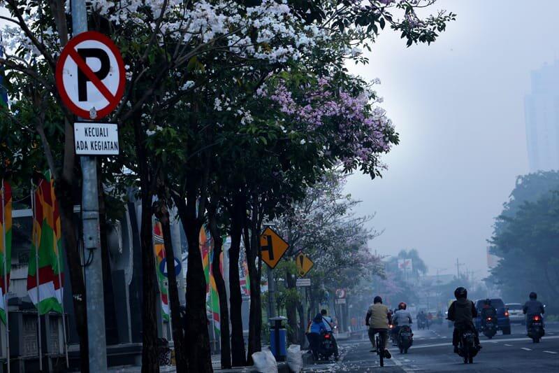 Bukan Jepang atau Luar Negeri. Indahnya Bunga Tabebuya Mekar di Surabaya
