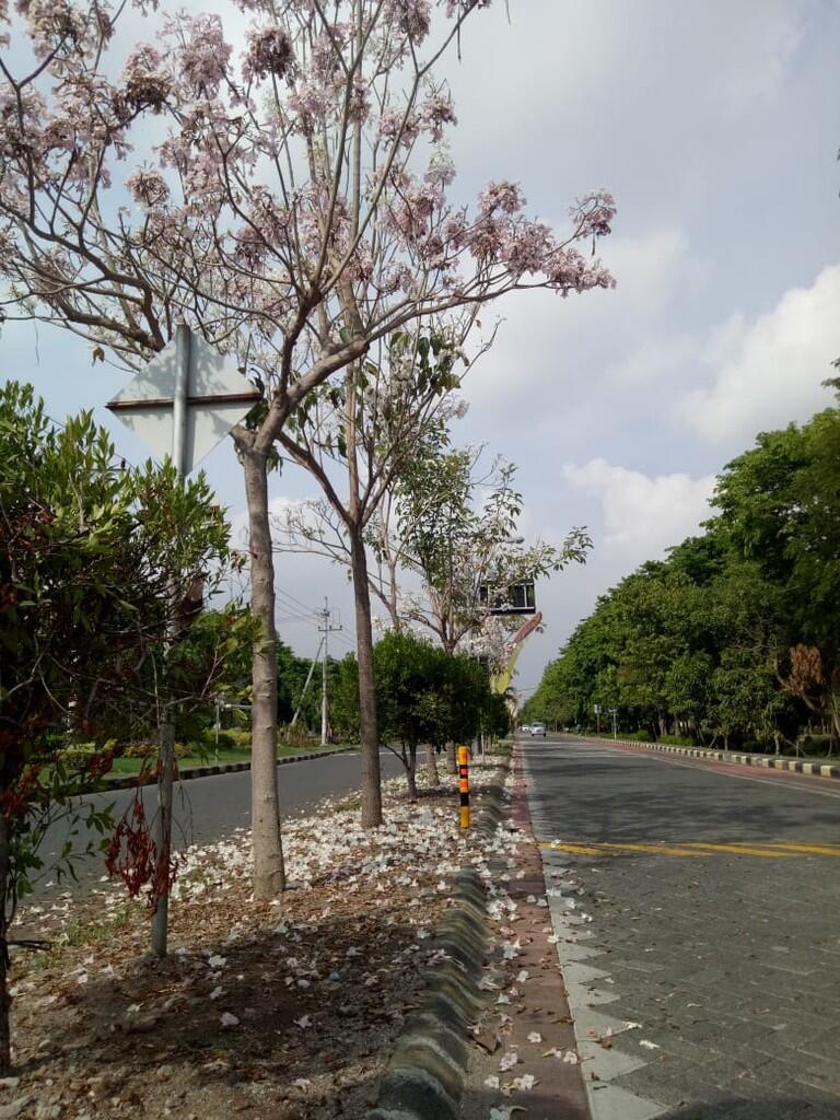 Bukan Jepang atau Luar Negeri. Indahnya Bunga Tabebuya Mekar di Surabaya