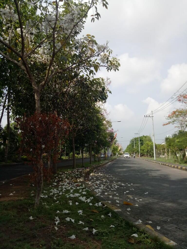 Bukan Jepang atau Luar Negeri. Indahnya Bunga Tabebuya Mekar di Surabaya