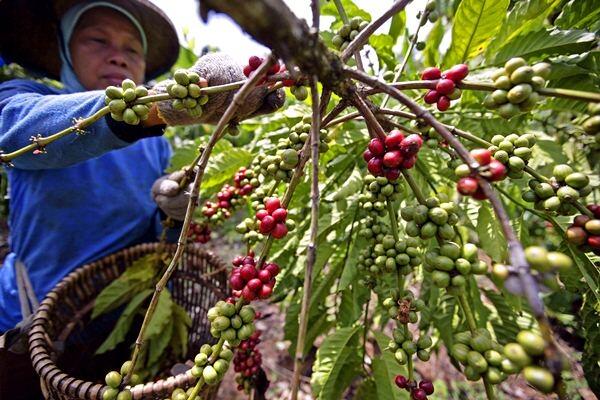 Kopi Pasak Bumi, Usir Kantuk dan Tambah Vitalitas Lelaki