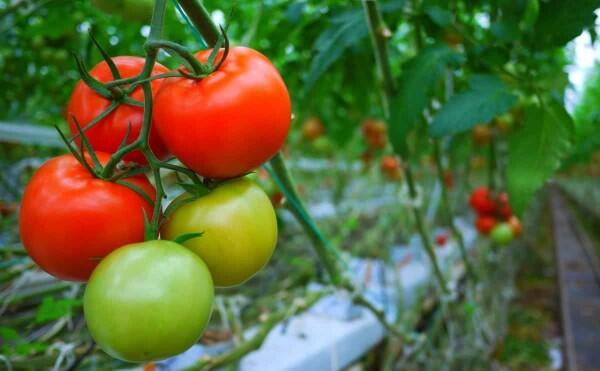 7 Makanan yang Sebaiknya Tidak Dikonsumsi Saat Perut Kosong