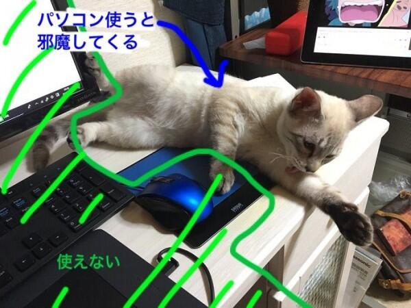 Keyboard Protector Ini Bikin Kamu Kerja Tenang Tanpa Diganggu Kucing