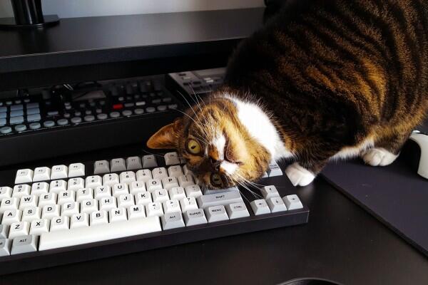 Keyboard Protector Ini Bikin Kamu Kerja Tenang Tanpa Diganggu Kucing