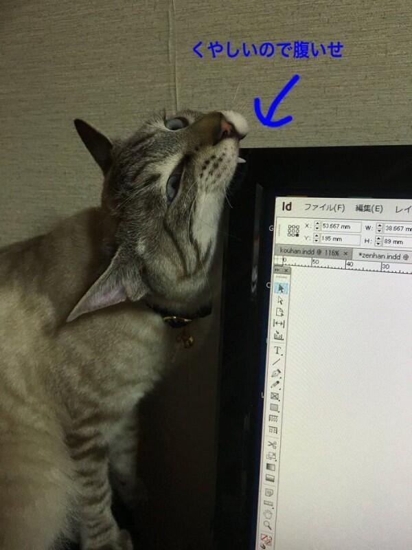 Keyboard Protector Ini Bikin Kamu Kerja Tenang Tanpa Diganggu Kucing
