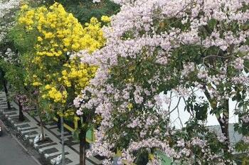 Tak Usah Jauh-Jauh Ke Jepang, Di Surabaya Ada Bunga Mirip Sakura!