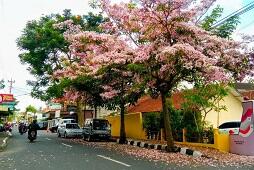 Tak Usah Jauh-Jauh Ke Jepang, Di Surabaya Ada Bunga Mirip Sakura!