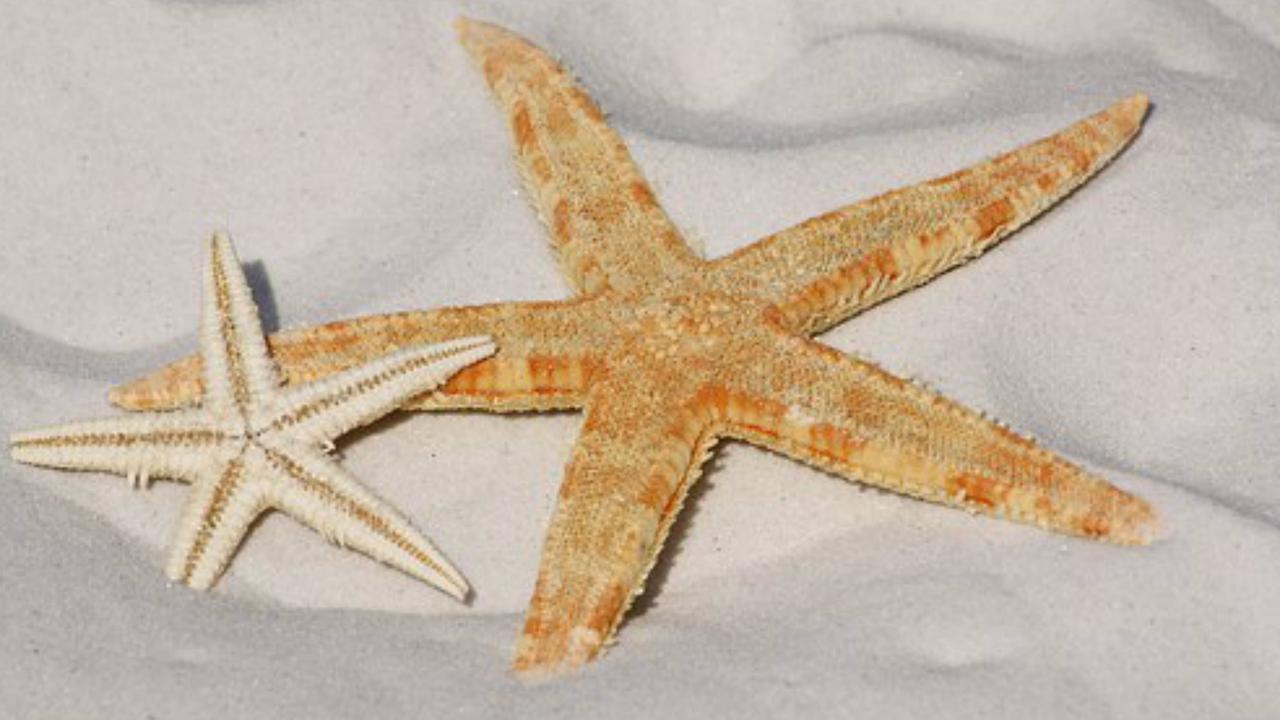 Ini 5 Rahasia Kelam di Balik Kelucuan SpongeBob Squarepants?