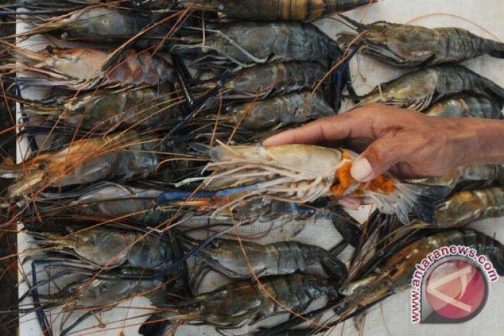 KKP: Komoditas Udang Paling Siap Hadapi Industri 4.0