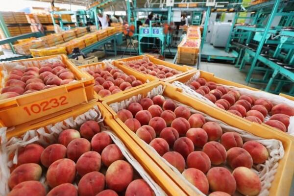 Taiwan Perpanjang Embargo Makanan Dari 5 Prefektur di Jepang