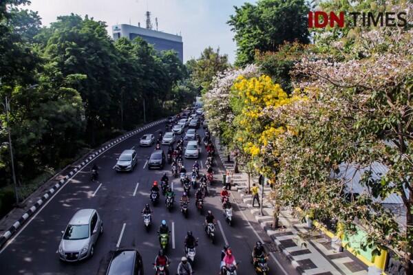 Bak Jepang, Ini 15 Potret Cantiknya Bunga Sakura ala Surabaya