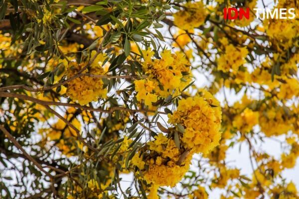 Bak Jepang, Ini 15 Potret Cantiknya Bunga Sakura ala Surabaya