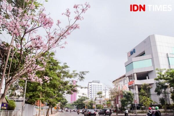 Bak Jepang, Ini 15 Potret Cantiknya Bunga Sakura ala Surabaya