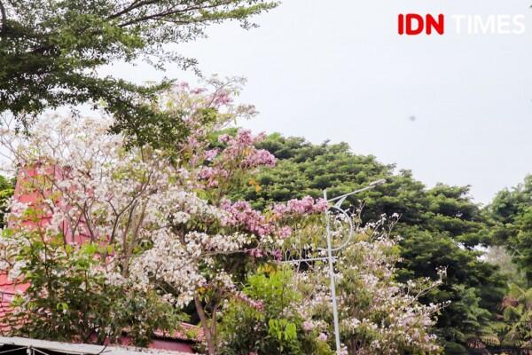 Bak Jepang, Ini 15 Potret Cantiknya Bunga Sakura ala Surabaya