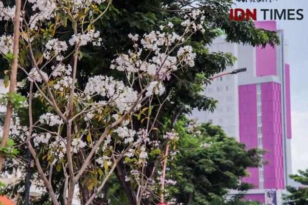 Bak Jepang, Ini 15 Potret Cantiknya Bunga Sakura ala Surabaya