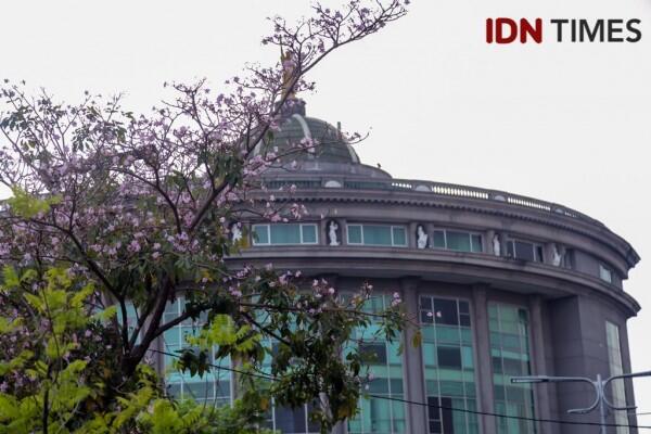 Bak Jepang, Ini 15 Potret Cantiknya Bunga Sakura ala Surabaya