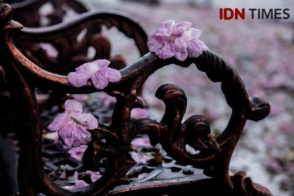 Bak Jepang, Ini 15 Potret Cantiknya Bunga Sakura ala Surabaya