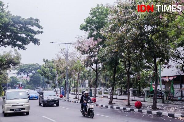 Bak Jepang, Ini 15 Potret Cantiknya Bunga Sakura ala Surabaya