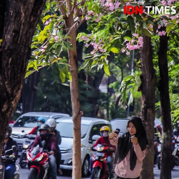 Bak Jepang, Ini 15 Potret Cantiknya Bunga Sakura ala Surabaya