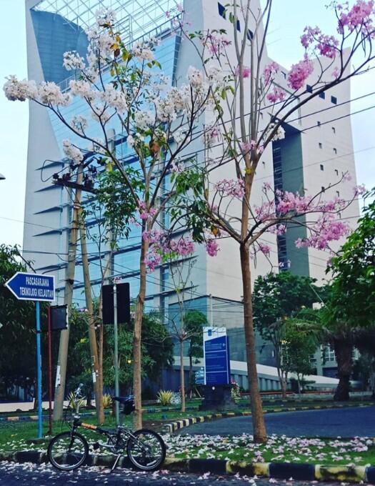  Ada  Bunga  Sakura  di  Surabaya  Gan KASKUS