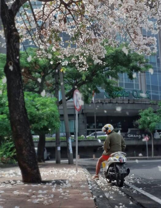  Ada  Bunga  Sakura  di  Surabaya  Gan KASKUS