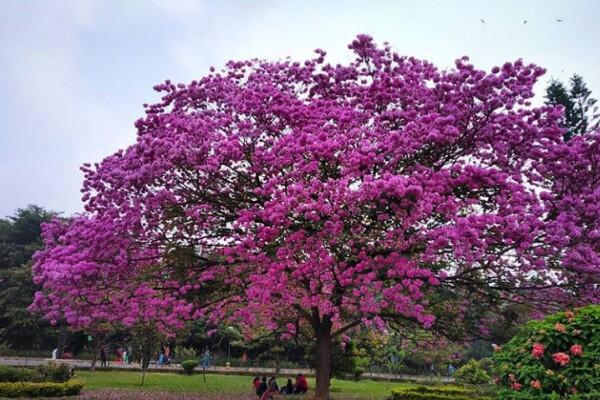  Ada  Bunga  Sakura  di  Surabaya  Gan KASKUS