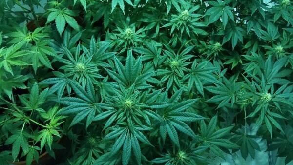 Korea Selatan Jadi Negara Pertama di Asia Timur yang Legalkan Ganja