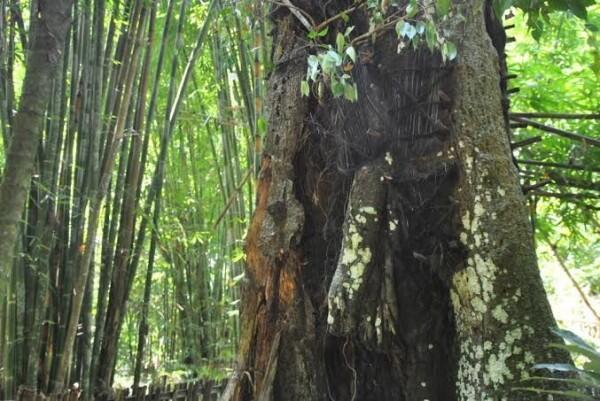 Unik tapi Sakral, Begini Penampakan 5 Kuburan Khas Toraja