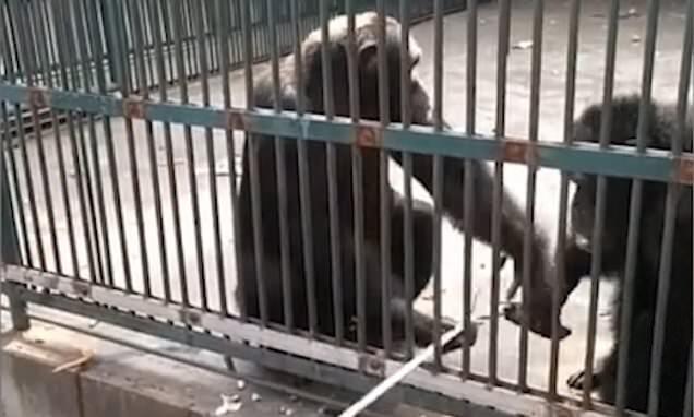 Simpanse Mengembalikan Tongkat Selfie Yang Dicuri Ke Pengunjung Kebun Binatang