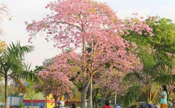 Gan Sis, asal usul bunga tabebuya yang di bilang mirip bunga sakura