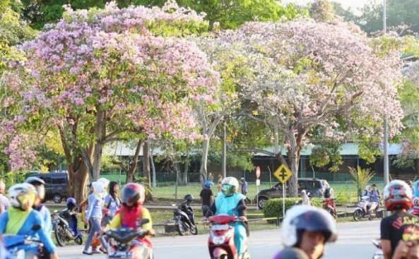 Gan Sis, asal usul bunga tabebuya yang di bilang mirip bunga sakura