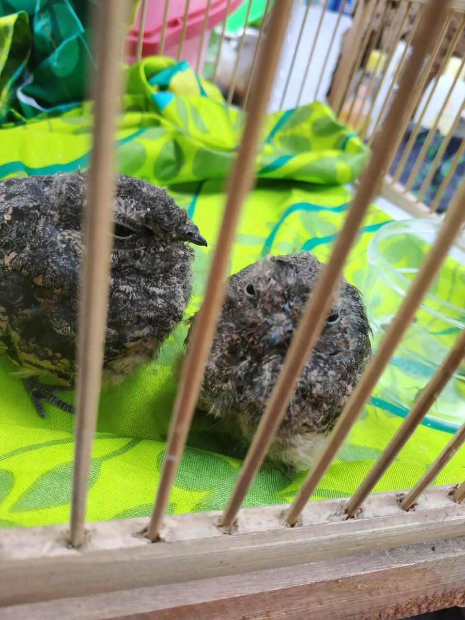 Balasan Dari Yang Tanya Masuk Sini Semua Burung Kaskus