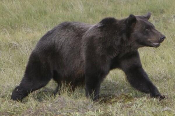 Seorang Ibu dan Bayinya Tewas Dibunuh Beruang Grizzly di Dalam Hutan